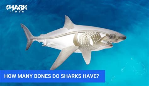 how many bones shark have.